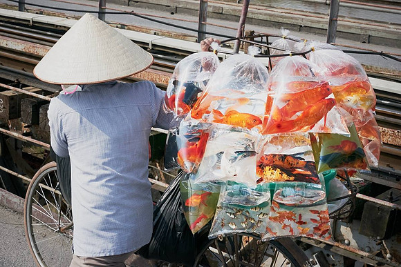 Asia (Vietnam) / Animals