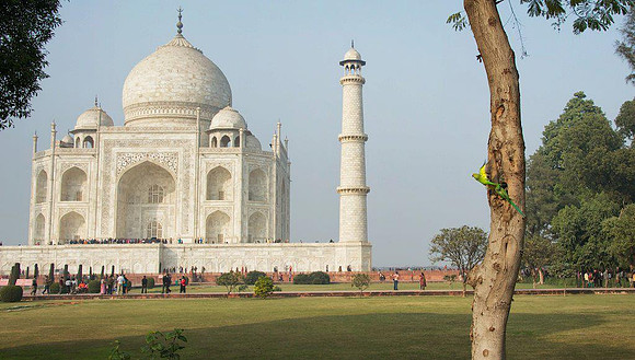 Asia (India) / Animals